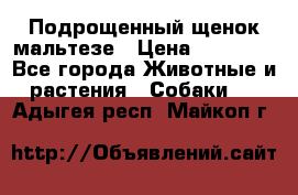 Подрощенный щенок мальтезе › Цена ­ 15 000 - Все города Животные и растения » Собаки   . Адыгея респ.,Майкоп г.